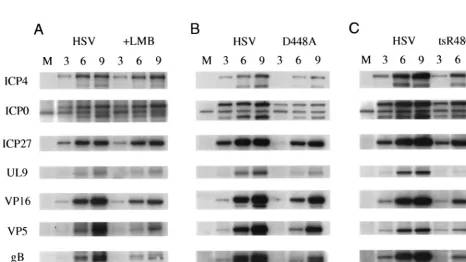 FIG. 6. Analysis of virus growth kinetics. Vero cells were infected at an MOIof 0.1 with wild-type HSV-1 or the D448A mutant and incubated at 37°C