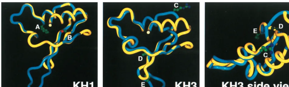 FIG. 8. Structural model of KH domains in ICP27. Ribbon diagrams of the KH1 and KH3 motifs from ICP27 (blue) were superimposed on the KH1 domain ofFmr-1 (yellow) using PrISM