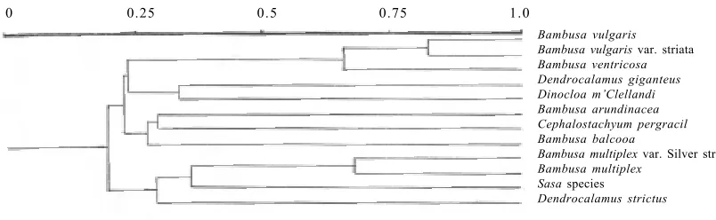 Figure 2. UPGMA dendrogram of cluster analysis of RAPD markers illustrating the genetic relationships among the 12 species of bamboo