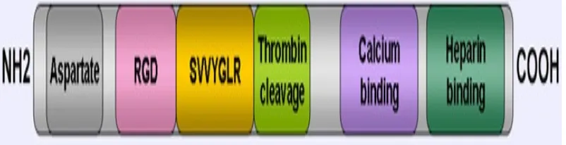 Figure:10��Shows�a�synopsis�of�structural�domains�