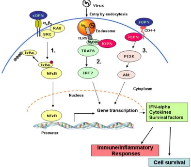 FIGURE:13�OSTEOPONTIN�SIGNAL�PATHWAYS�