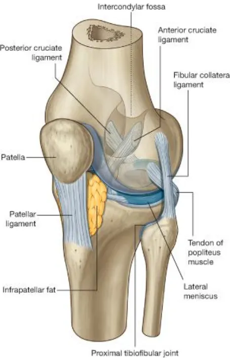 Fig : Knee joint after removal of joint capsule 