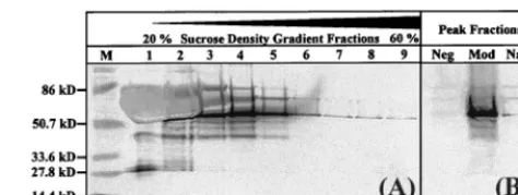 FIG. 2. Increased expression in vitro of HIV-1SF2containing either the modiﬁed or native HIV-1transfected cell cultures were collected at 60 h posttransfection and centrifugedthrough 20 to 60% sucrose density gradients