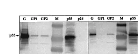TABLE 2. In vitro expression from modiﬁed gag and gagproteaseplasmids in supernatants and lysates from transientlytransfected cells