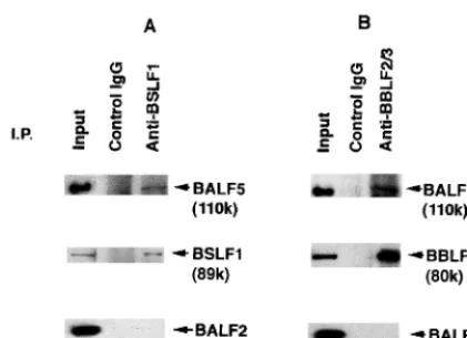 FIG. 2. Dissociation of the BALF5 protein from the BBLF4-BSLF1-BBLF2/3 complex. Clariﬁed lysates from B95-8 cells in the virus productive cycle
