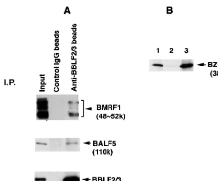 FIG. 3. (A) Detection of the BMRF1 Pol accessory subunit with the BALF5Pol catalytic subunit in the immunoprecipitated proteins by anti-BBLF2/3w IgG