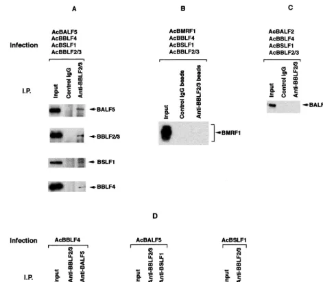 FIG. 4. Direct interaction between the BALF5 Pol catalytic subunit and the BBLF4-BSLF1-BBLF2/3 complex in the recombinant baculovirus expression system.(A) High Five insect cells were superinfected with the recombinant baculoviruses AcBALF5, AcBBLF4, AcBSL