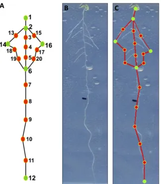 Figure 1. RootScape, a landmark-based allometric model for integra- integra-tive quantification of RSA