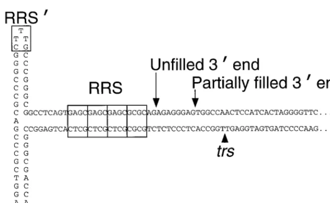 Figure 2 shows that the Y121F, M225dlK340H, T341A, E378A-E379A-K381A, D402A-K404A-K406A,, G334A, G339A,V418S, D443A-K447A, D455A-D457A, and K463A-E465A-