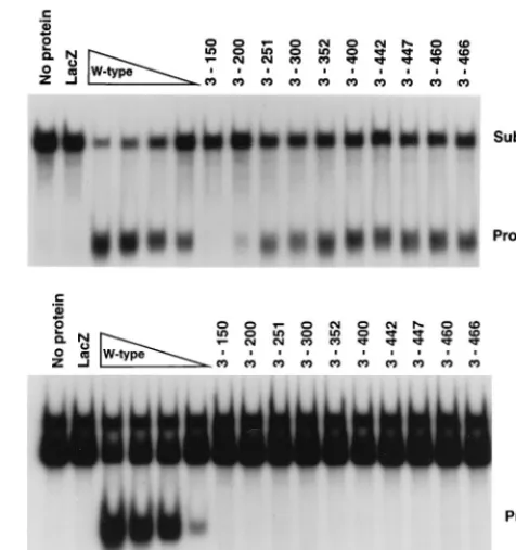 FIG. 3. Rep68/78 amino acids 3 to 200 are sufﬁcient for trsincubated at 37°C for 60 min, boiled, and resolved by nondenaturing PAGE (6%polyacrylamide)