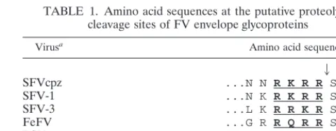 TABLE 1. Amino acid sequences at the putative proteolyticcleavage sites of FV envelope glycoproteins