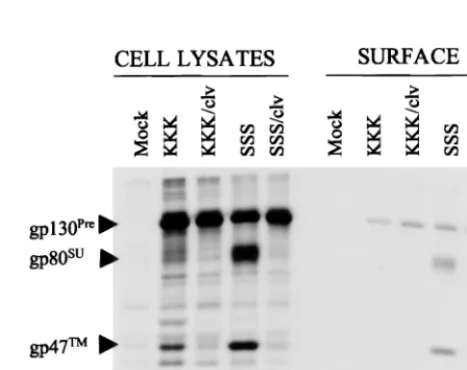 FIG. 1. Expression, proteolysis, and oligosaccharide modiﬁcations for thewild-type and R572T Env proteins
