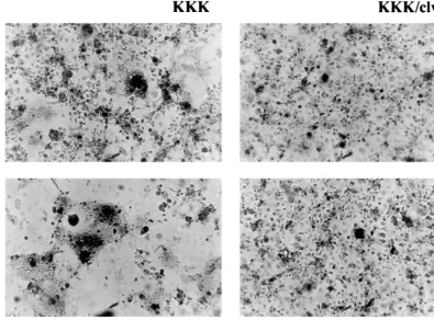 FIG. 3. Syncytium formation by the wild-type or R572T Env proteins. Forty-eight hours after transfection, COS-1 cells were washed with phosphate-buffered salineand then ﬁxed in 2% paraformaldehyde containing 0.1% Triton X-100 for 15 min at room temperature