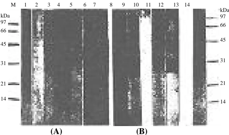 Fig. 1. Analysis of SLL and Pxs carbohydrate components using various peroxidase-labelled lectin conjugates by immunoblotting:Glycoprotein patterns of the Pxs (A) and LL (B) antigens as detected by lectin; 1 and 14, Con A-peroxidase