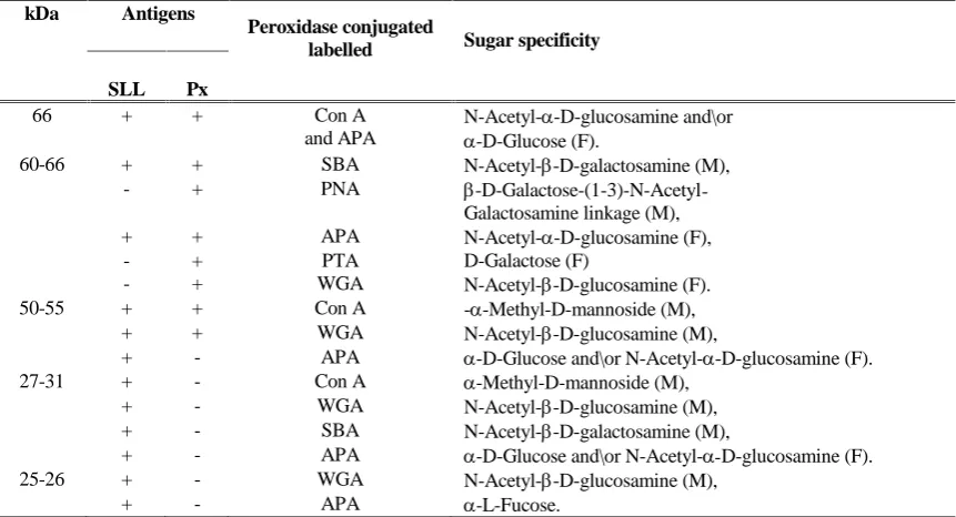 Table 2. Partial carbohydrate bands revealed in the SLL and Pxs using different peroxidase-labelled lectin conjugatesand sugar specificity.