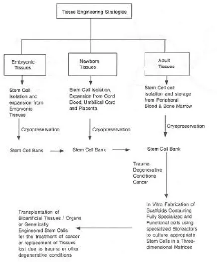Fig. 1. Schematic representation forsteps; 1) Isolation of multipotential stem cells from embryonic or adult tissue; 2) Expansion of multipotent stem cellsdefined conditions that maintain their pluripotential phenotype; 3) Fabrication of optimal scaffolds 