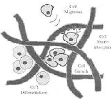 Fig. 2.Schematic representation of molecular mechanism forextracellular Materix (ECM)/ Growth factor-dependent cellularmigration, growth and differentiation