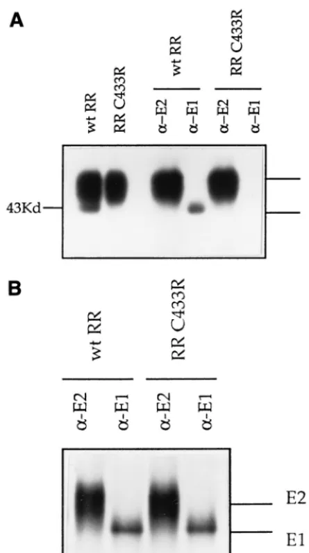 FIG. 3. Palmitoylated virion envelope proteins of wild-type RR and the RRE1-C433R mutant