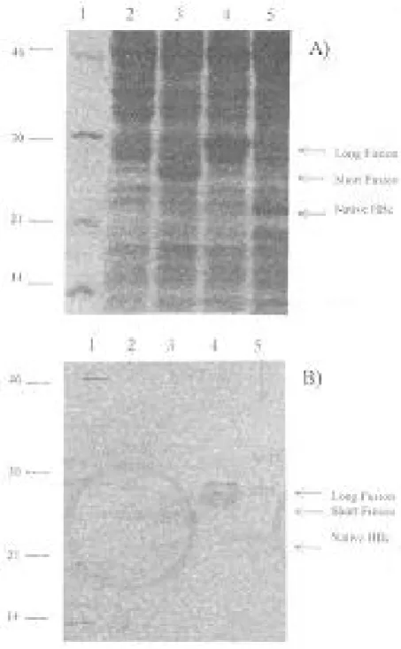 Fig. 2. A) SDS-PAGE, B) Western blot analysis ofstrain HB101 with and without the following expression vectors.Lane 1, molecular weight marker; lane 2, bacteria withoutplasmid; lane 3, plasmid pHBcSF8 (Short fusion); lane 4,plasmid pHBcLF7 (long fusion); l