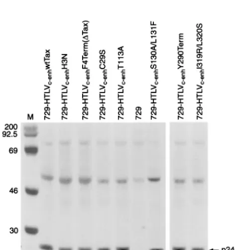 Table 2, indicate that the proviruses continue to display theexpected Tax mutant transactivation phenotypes.Infection and replication by HTLV-expressing Tax mu-