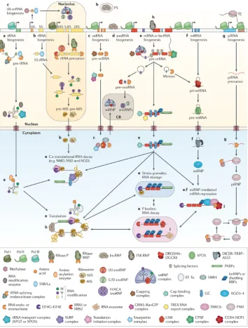 Figure 2.5: Overview of the post-transcriptional gene regulation pathwaysin eukaryotes (Gerstberger et al., 2014).