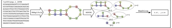 Figure 4.1: Computation of explicit features for RBPs and RNAs.