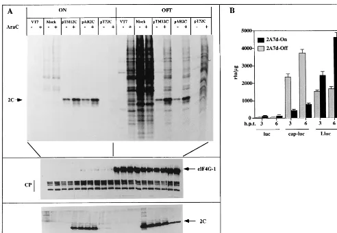 FIG. 6. Effect of eIF4G cleavage on the translation of mRNAs bearing different leader sequences