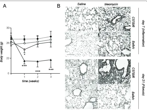 Figure 1 Changes in body mass and lung microstructure after intratracheal bleomycin to a sensitive (C57BL/6) and a resistant (Balb/c)intratracheal bleomycin, respectively) time-points