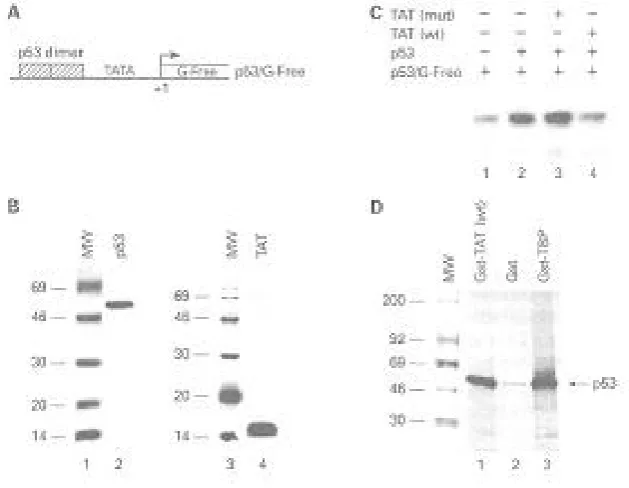 Fig. 1. In vivoupstream of the p53 binding region. The construct contains a CAT reporter gene downstream of the TATA box, which can beactivated by p53