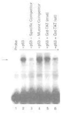 Fig. 3. Band shift assay usingelement. Lane 1, probe alone; lane 2, purified p53 binding to probe.Lanes 3 and 4 serve as positive (specific competitor) and negative(mutant competitor) controls for the binding assay