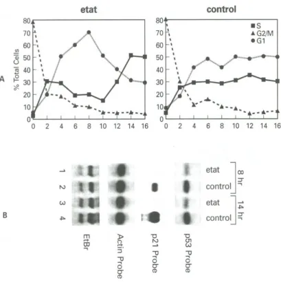 Fig. 4. Cell cycle analysis of Hela/eTat and control cells. A) Cells were blocked with Nocadozole (M phase blocker) for 16 hrs, washed andreleased using complete media