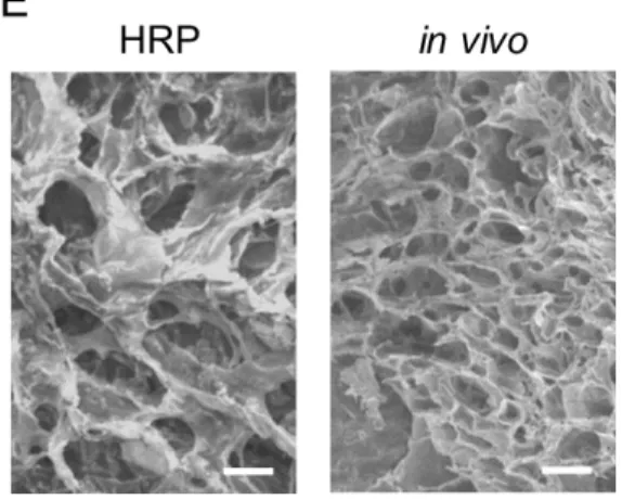 Figure 3. Material characterization of the hydrogel   