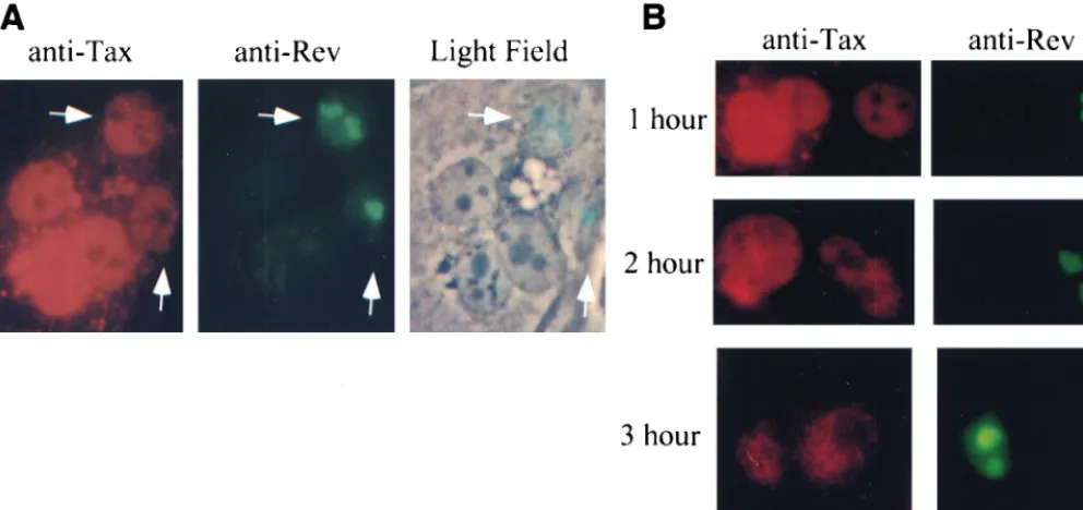 FIG. 9. Tax shuttles between nuclear and cytoplasmic subcellular domains. (A) Tax-expressing HeLa cells were fused with TdRev cells