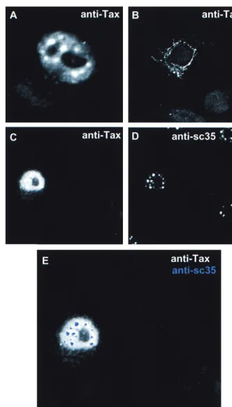 FIG. 3. Tax mutants defective for CREB-dependent function showed altered subcellular localization
