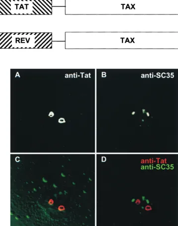 FIG. 4. (Top) Tax fusion proteins. (Bottom) Subcellular localization of Tat. HeLa cells expressing HIV-1 Tat were subjected to immunoﬂuorescence confocalmicroscopy