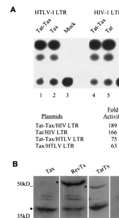 FIG. 6. The Tat-Tax protein retained the transcription function of both Tatand Tax. (A) The transcription assays were performed as described for HeLa