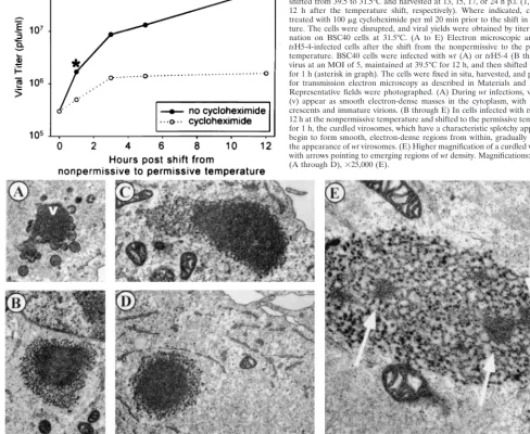 FIG. 9. Analysis of tssive to the permissive temperature. BSC40 cells were infected withMOI of 2 and incubated at 39.5°C
