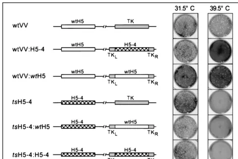 FIG. 10. The H5-4 allele is genetically linked to the tsisolated by plaque puriﬁcation as described in Materials and Methods
