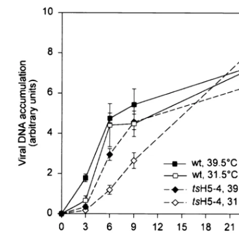 FIG. 3. Viral DNA replication in tsinfected with eitheror 39.5°C. Cells were harvested at 3, 6, 9, or 24 h p.i., washed with PBS, andresuspended in loading buffer