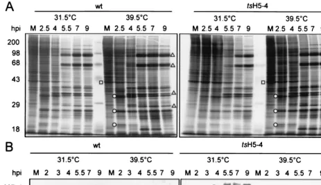 FIG. 4. Protein expression in tscells were metabolically labeled with [gel. After electrophoresis, the gel was dried and exposed for autoradiography