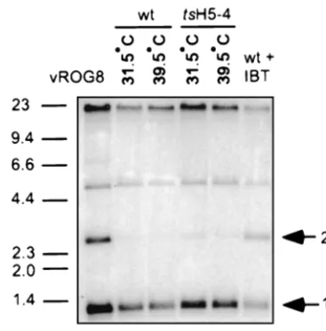 FIG. 5. Genome resolution of viral DNA. BSC40 cells were infected with wtDigested DNA was resolved on a 1% TAE gel, transferred to a ZetaProbemembrane, and hybridized with a radiolabeled probe recognizing the termini ofthe viral genome