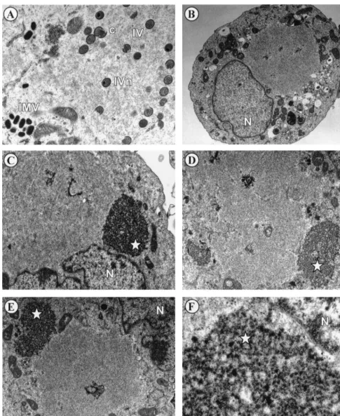 FIG. 7. Virion morphogenesis undergoes arrest at an early stage in cells infected with tscells were infected withelectron microscopy as described in Materials and Methods