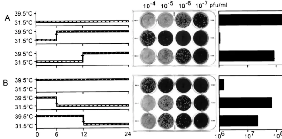 FIG. 8. The execution point of the H5-4 allele occurs between 6 and 12 h p.i. (A) BSC40 cells were infected with tstemperature was either maintained at 39.5°C for 24 h (ﬁrst row) or shifted from 39.5 to 31.5°C at 6 h p.i
