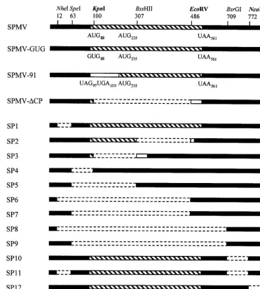 FIG. 1. Schematic diagram of SPMV constructs used to dissect SPMV RNA cisshown. The SPMV CP ORF is denoted by the hatched rectangles