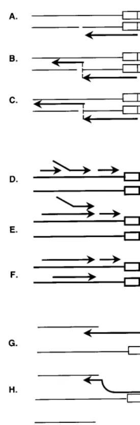 FIG. 1. Models of retroviral recominations. The light lines represent RNAmolecules, and the heavy lines represent DNA molecules