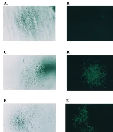 FIG. 5. Microscopic analyses of D17 cells infected with viruses from step 3 cells. (A) Visible light microscopy of a Hygrmicroscopy of a Hygof Hygexamined under ﬂuorescence microscopy