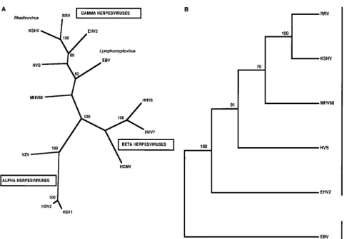 FIG. 1. Classiﬁcation of herpesviruses. (A) Phylogenetic tree depicting the three subfamilies of herpesviruses: alpha, beta, and gamma