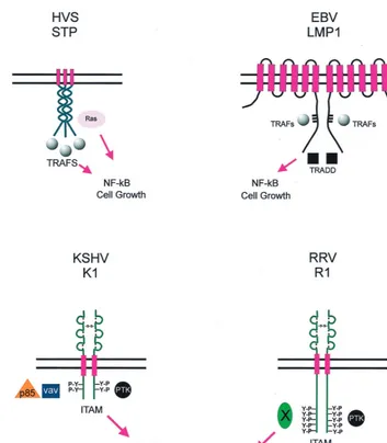 FIG. 2. Schematic representation of the LMP1, STP, K1, and R1 proteins. Interactions with cellular partners and activation of cellular pathways are indicated
