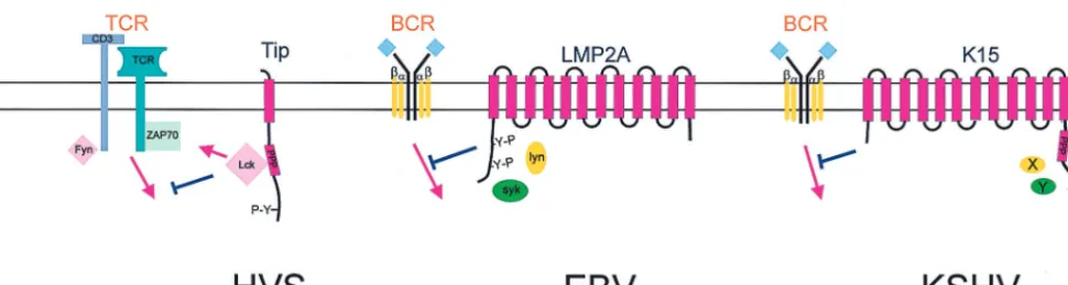 FIG. 3. Schematic representation of the LMP2a, Tip, and K15 proteins. Interactions with cellular partners and activation of cellular pathways are indicated