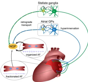 Figure 9. Schematic illustration of potential mechanism of sympathetic and parasympathetic hyperinnervation in atrial fibrillation (A–F)